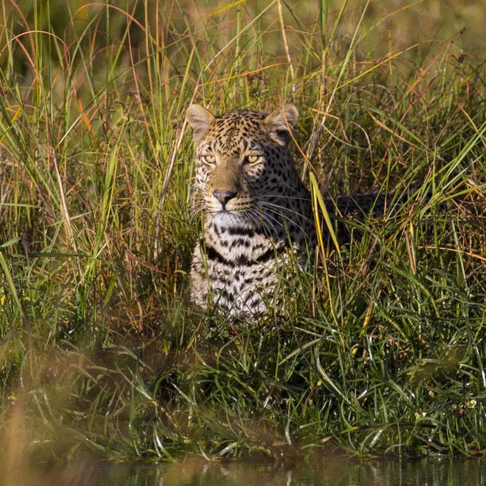 Leopard in the grass
