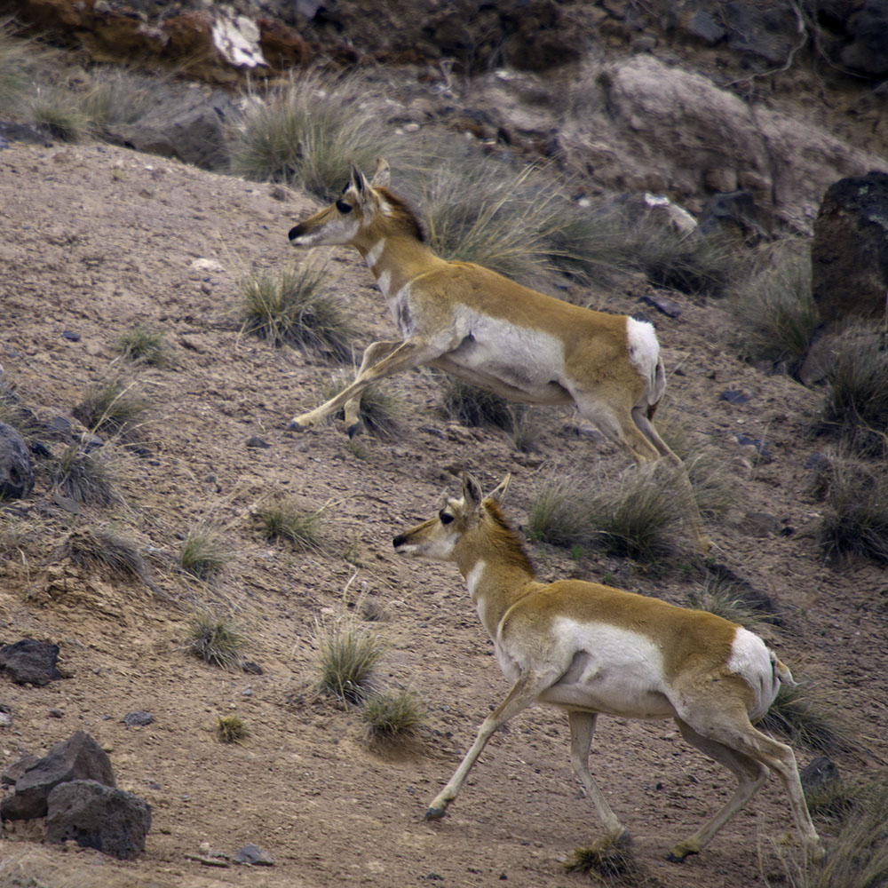 Pronghorn Antelope outside Zion