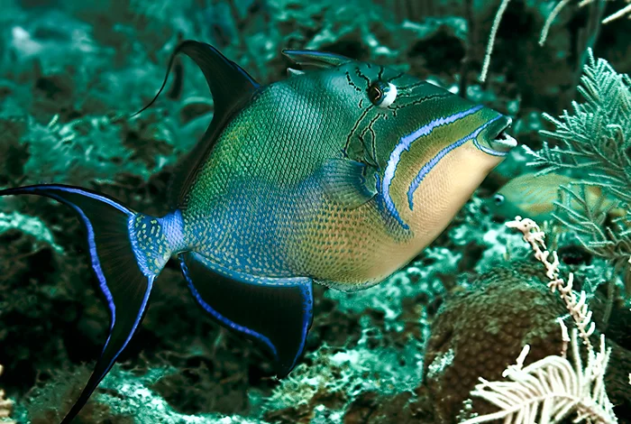 Queen Triggerfish - Providencia Island, Colombia
