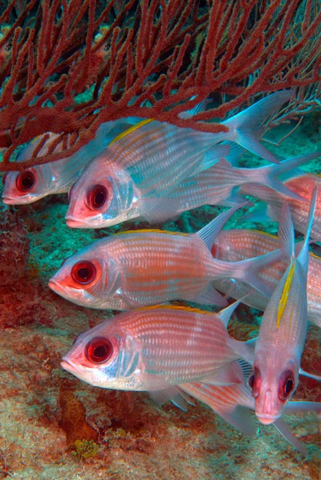 3067-prova-Squirrelfish-School.jpg