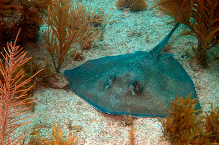 3119-prova-Stingray.jpg