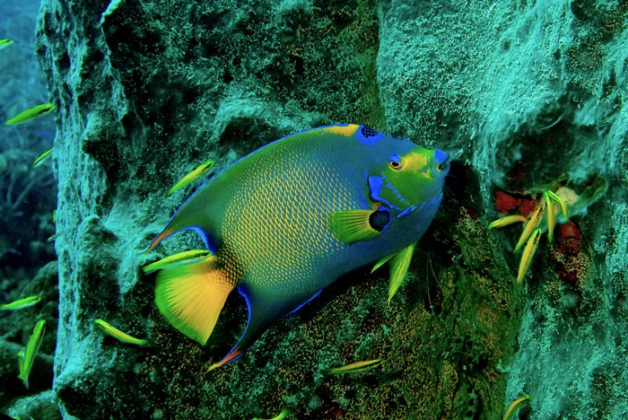 3235-sa1-Queen-Anglefish-Wrasse-Spawning.jpg