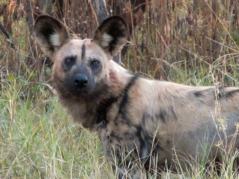Wild Dog