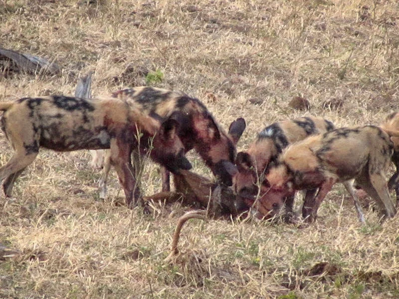 Pack on prey
