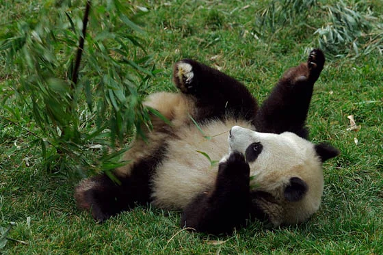Panda Cub's playful fall