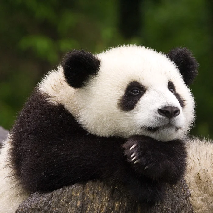 Gian Panda
