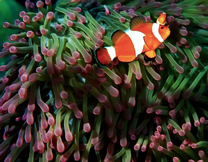 Clown fish and anemone - Bali