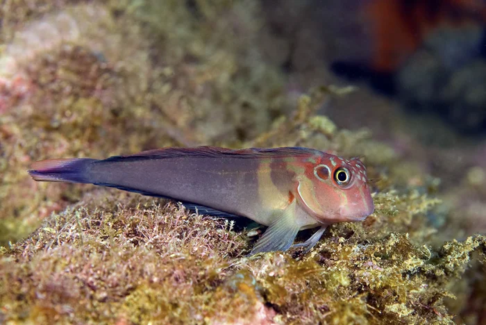 Panamic Fanged Blenny, Colombia