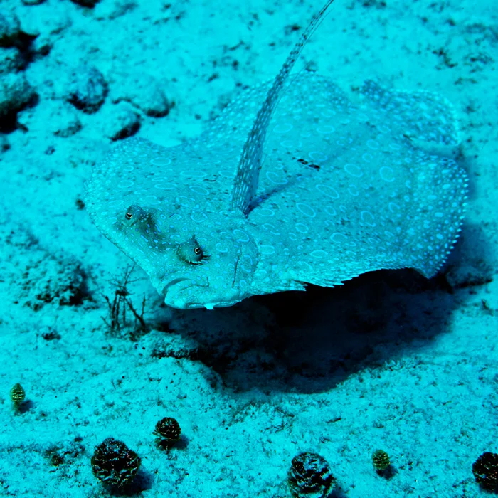 Flounder - Mexico