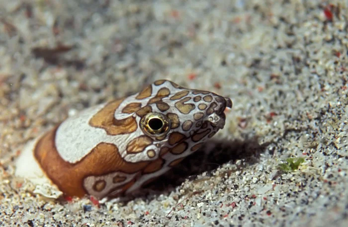 Napolean Snake Eel - Bali