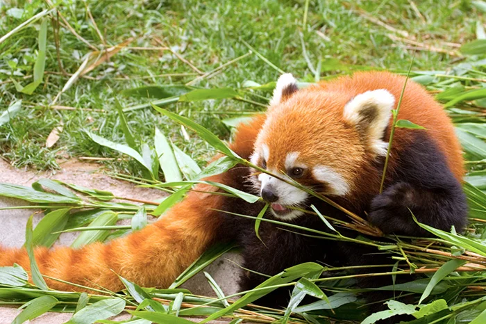 Red Panda