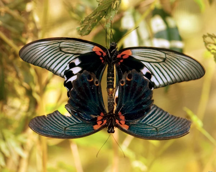 2282-YS-Mating-Butterflies.jpg