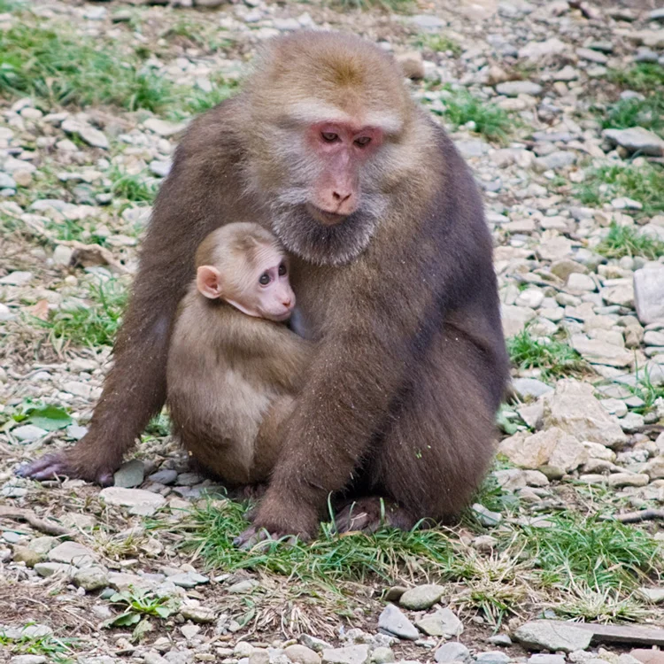 1657-Tibetian-Macque-wbaby.jpg