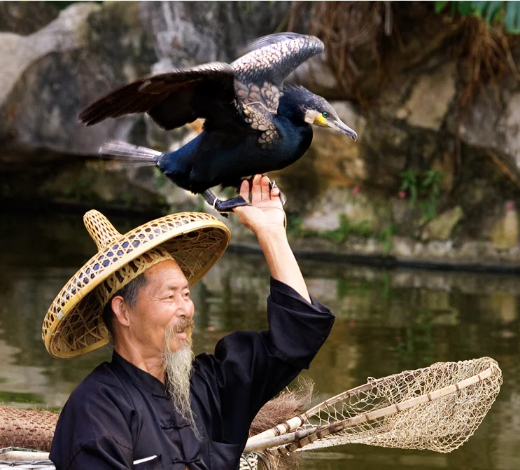 1972-YS-Cormorant-Fisherman-Face.jpg
