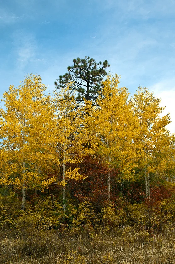 7791-Fall-Colors-Madden-Peak2_1.jpg