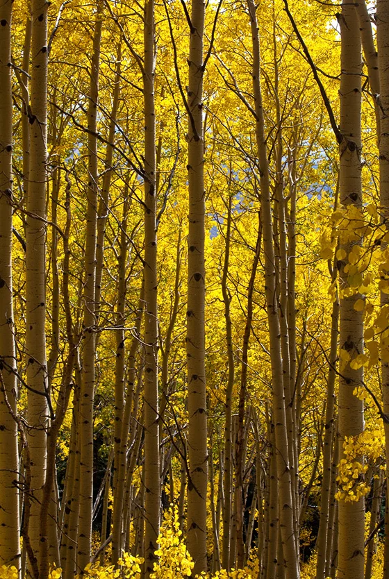 7966-Aspen-Trunks-Madden-Peak8_1.jpg