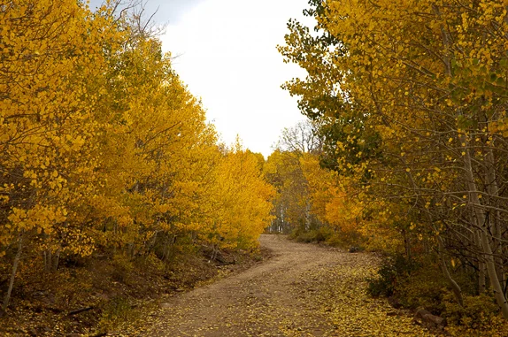 7868-Aspen-Colors-Madden-Peak3_1.jpg