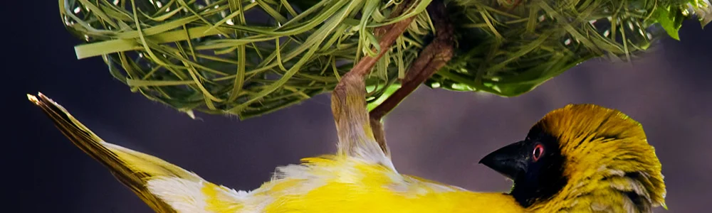 2056-Masked-Weaver-on-Nestx1000.jpg