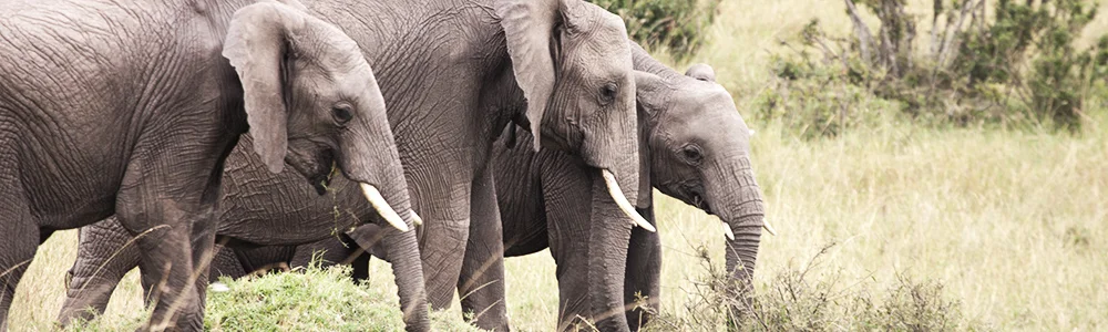 elephantsIT7A0710.jpg