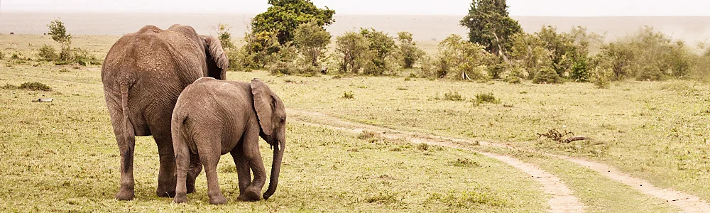 elephantsIT7A9922.jpg