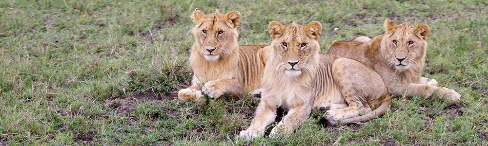 lionbachelors_9618.jpg