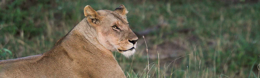 lioness_5279.jpg