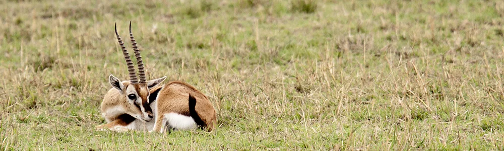 thomsonsgazelleIT7A9986tiny.jpg