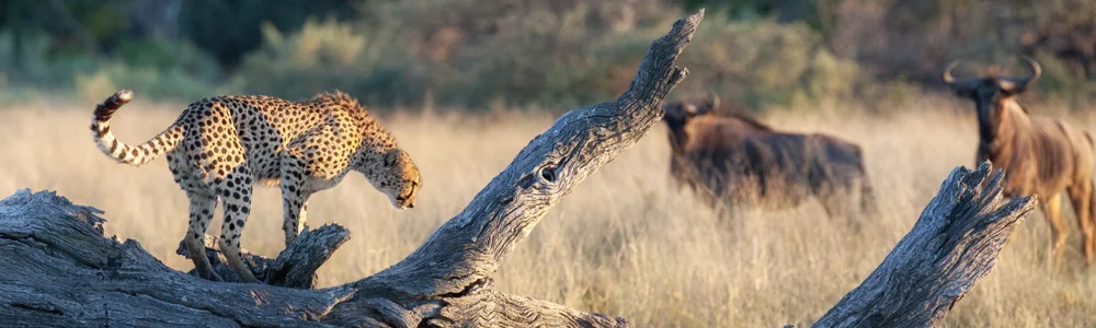 leopardandwildebeest.jpg