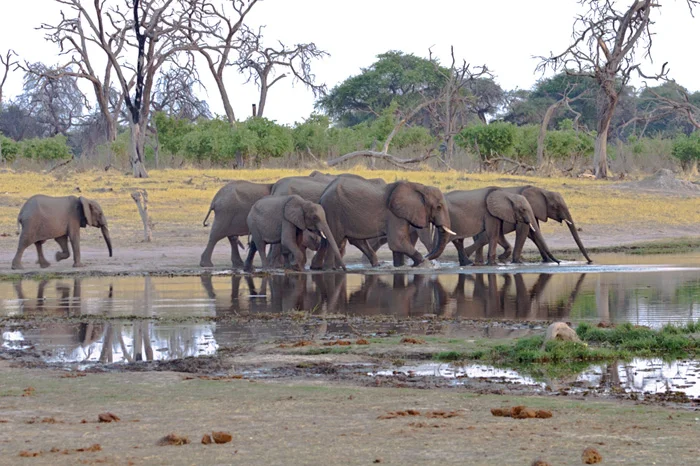 4926-Elephants-Coming-To-Water.jpg