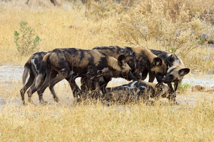 Wild Dogs on a kill