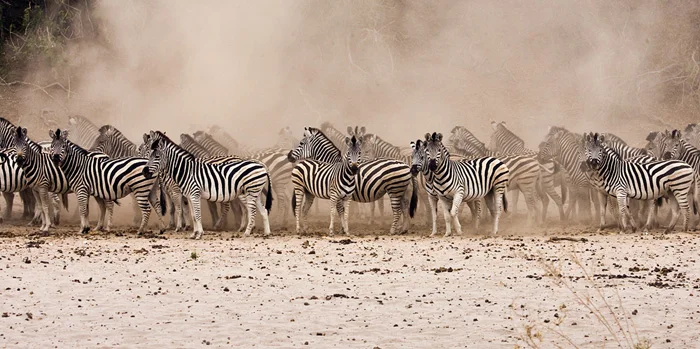7087-Zebras-in-Dust-240dpi.jpg