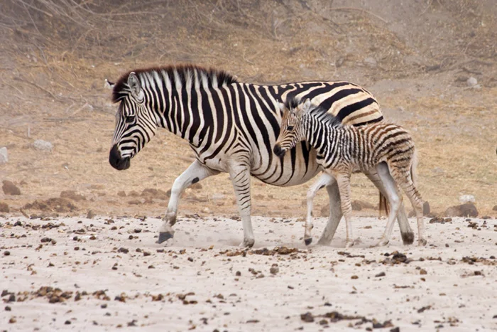 7093-Zebra-Mare-and-Colt.jpg