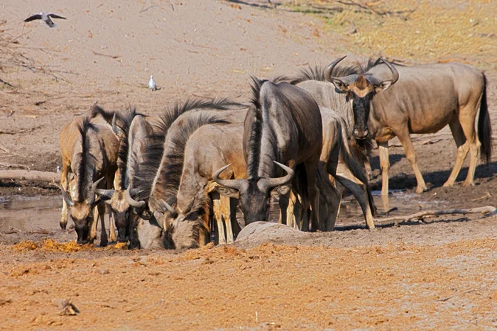 7314-Wildebeeste-At-Last-Water.jpg