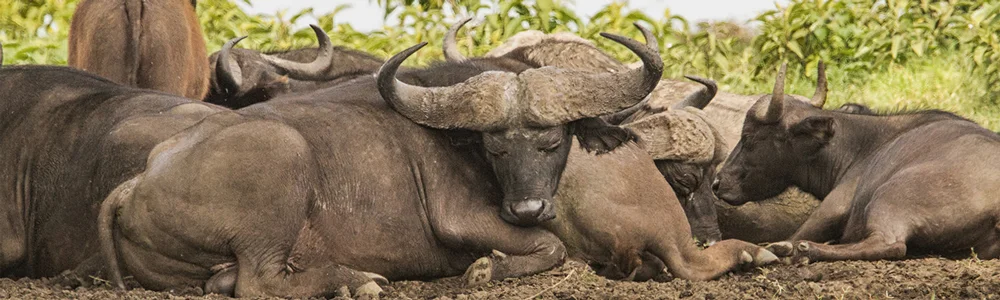 buffalosleep.jpg
