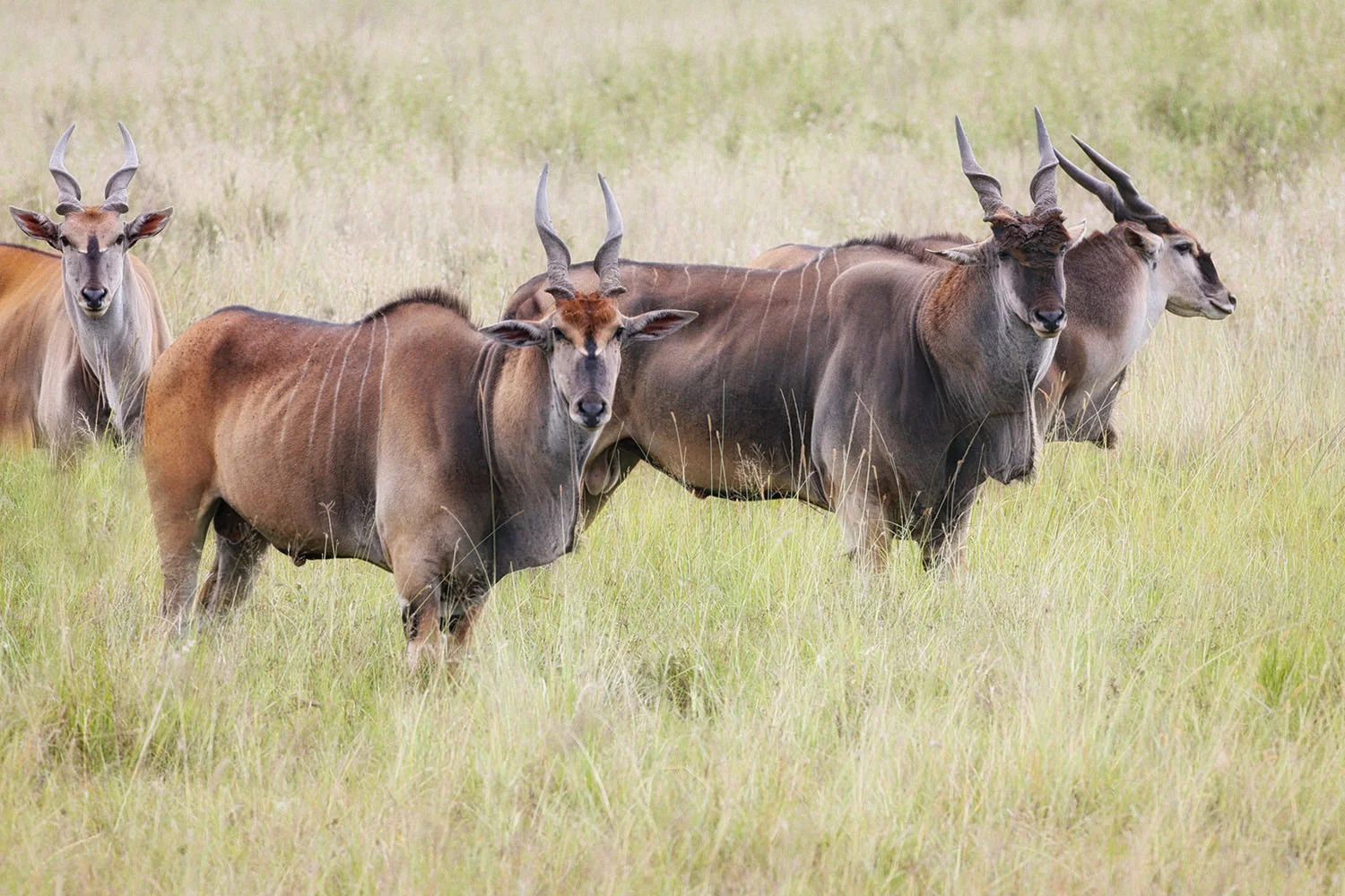 Eland - a large spiral horned antelope more shy, and more rare than others.