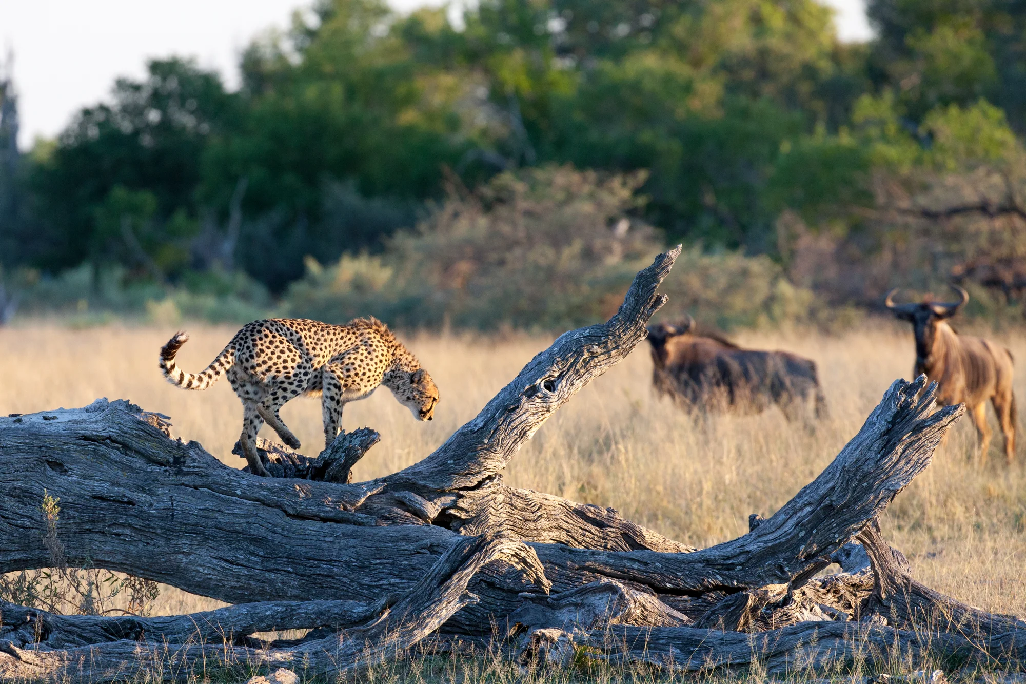 Cheeta & Wildebeest at Dawn