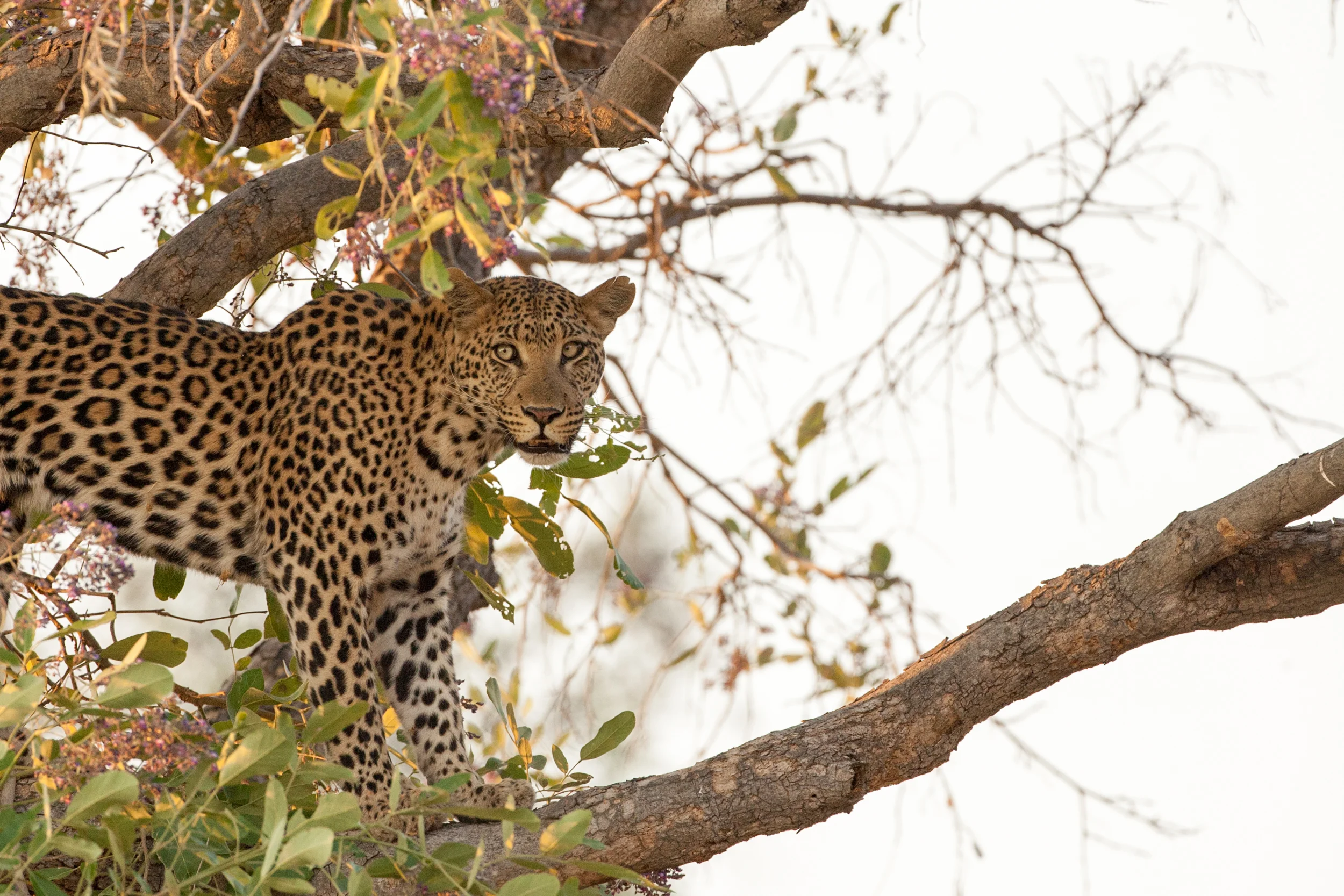 234638_it7a05082008leopardbotswana.jpg