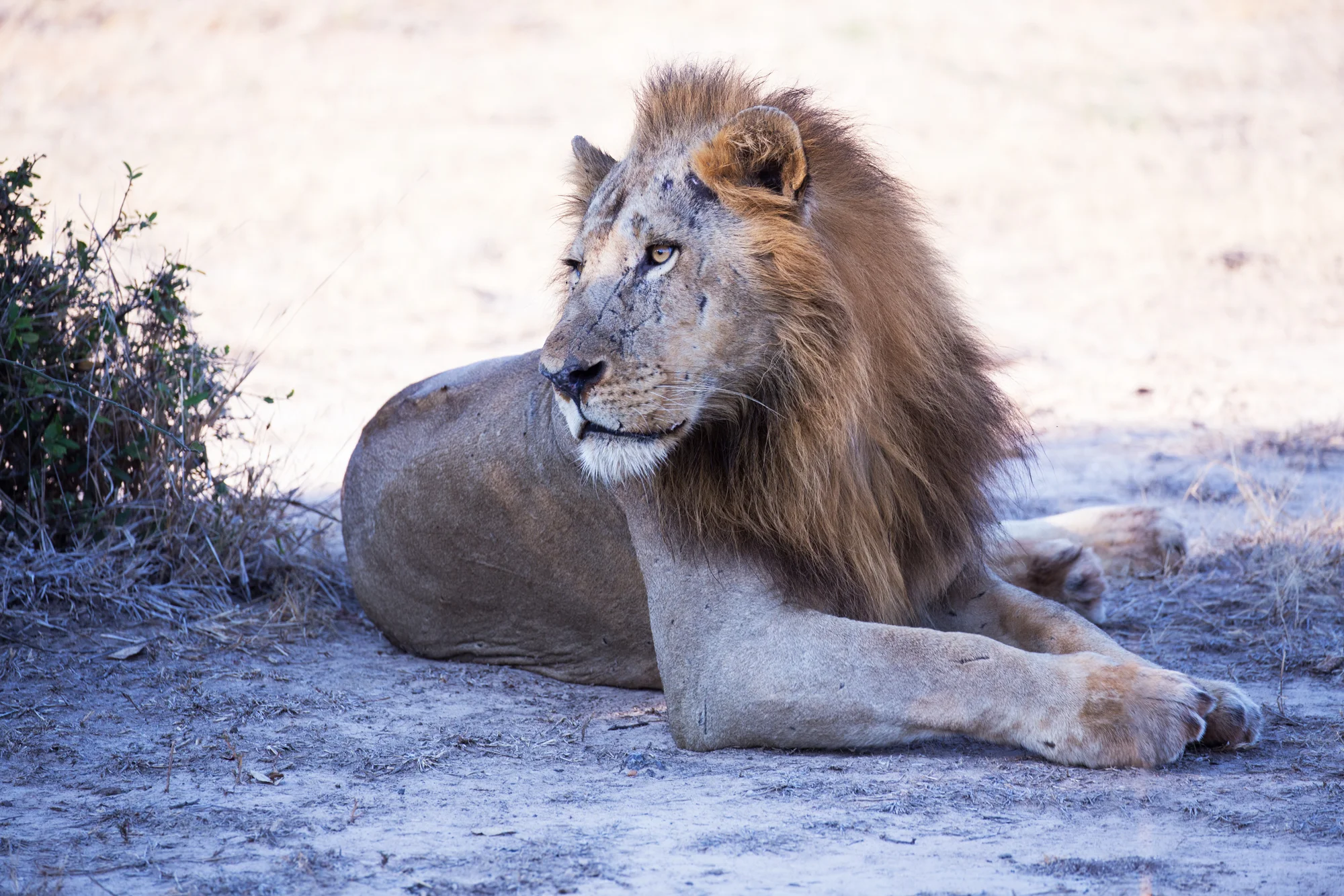 Lion near Flatdogs Camp. Note the mohawk-like mane characteristic of males in the area.