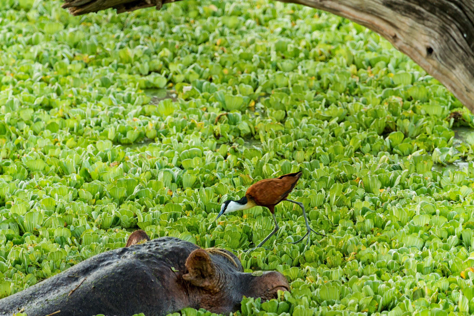 African Jacana & hippo