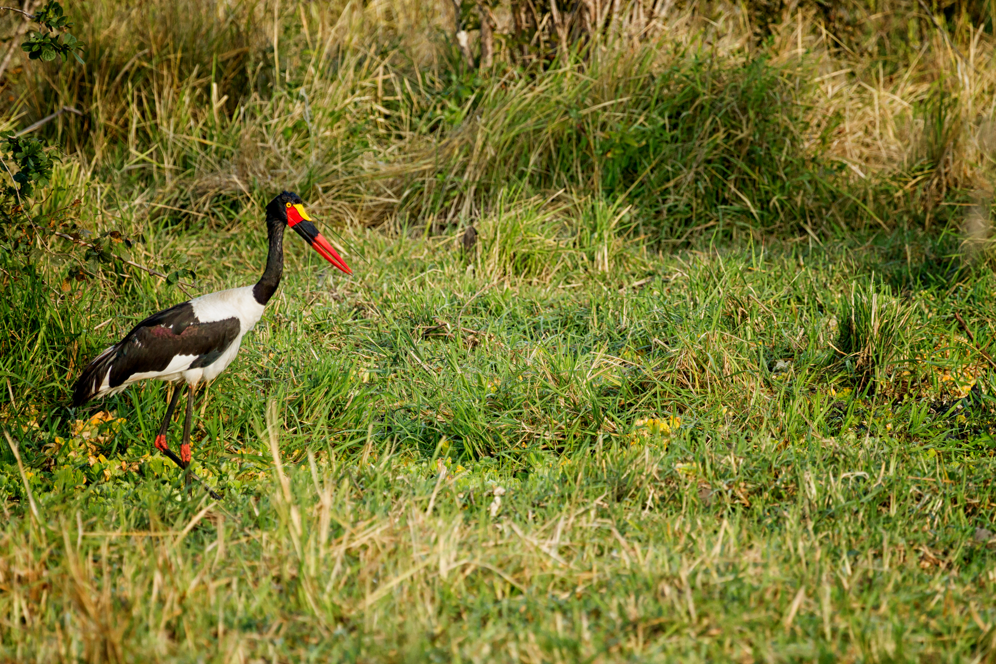 Saddle-billed Stork