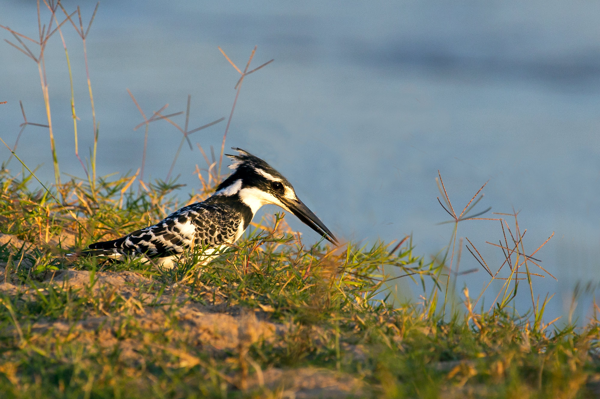 Pied Kingfisher