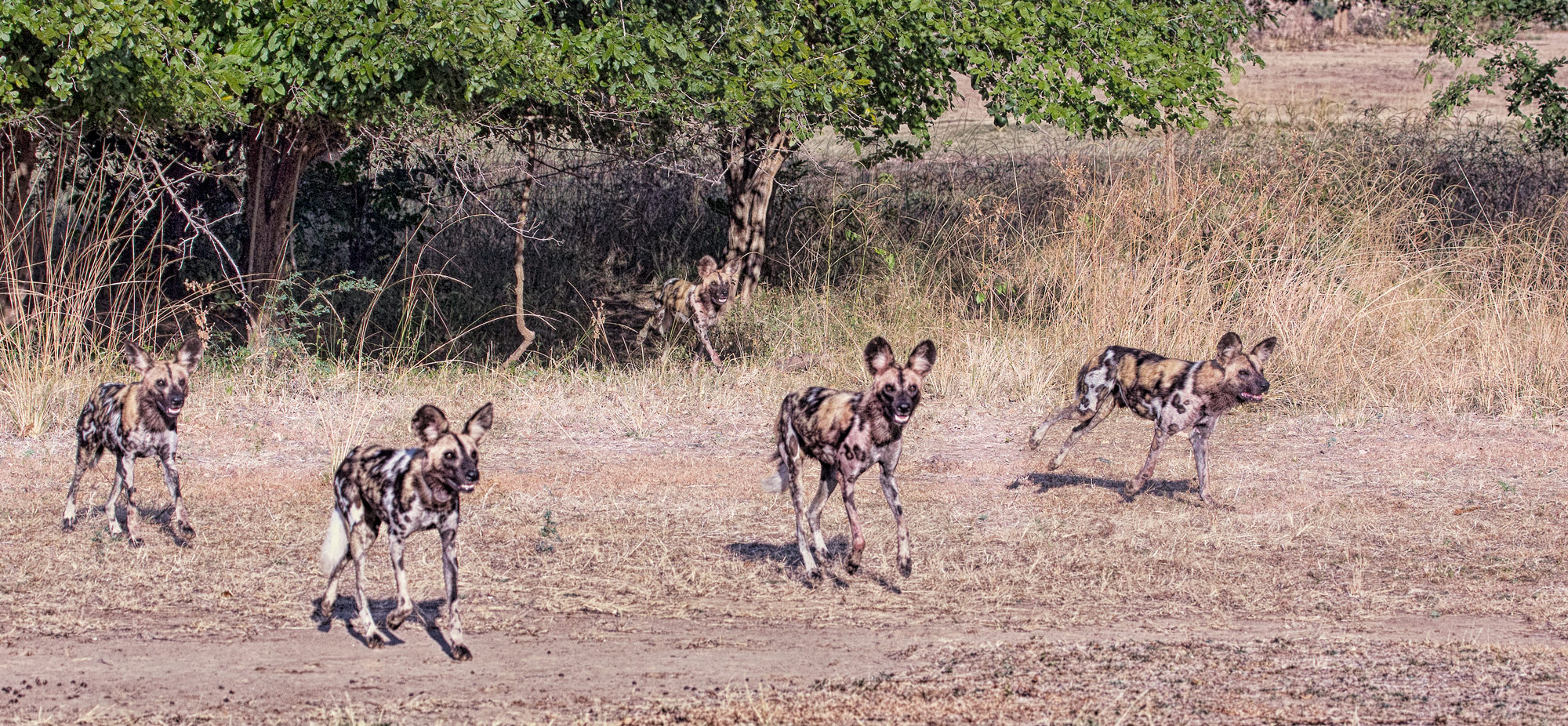 Wild Dogs. Rumor is they are about to be renamed African Dogs.
