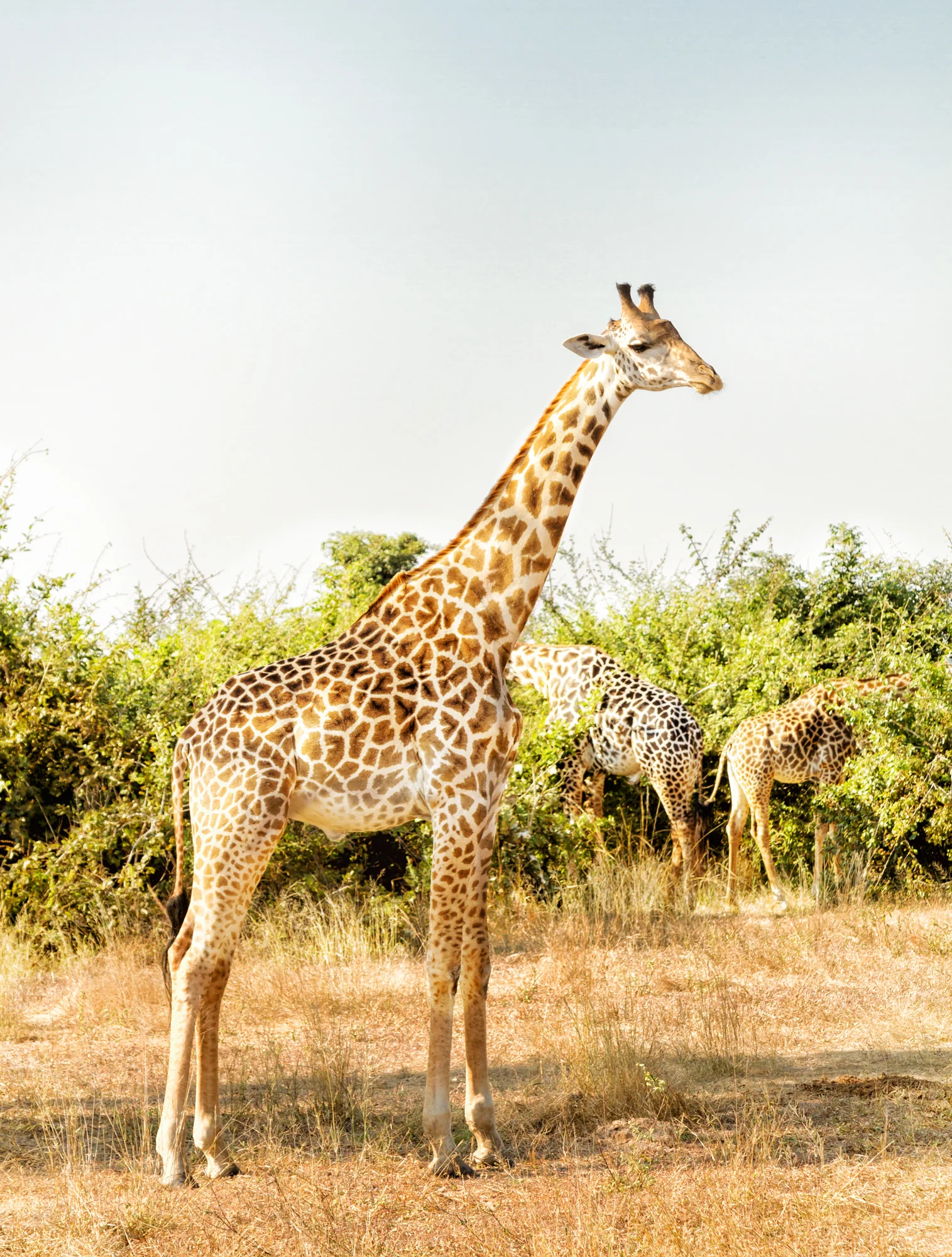 giraffeinzambia.jpg
