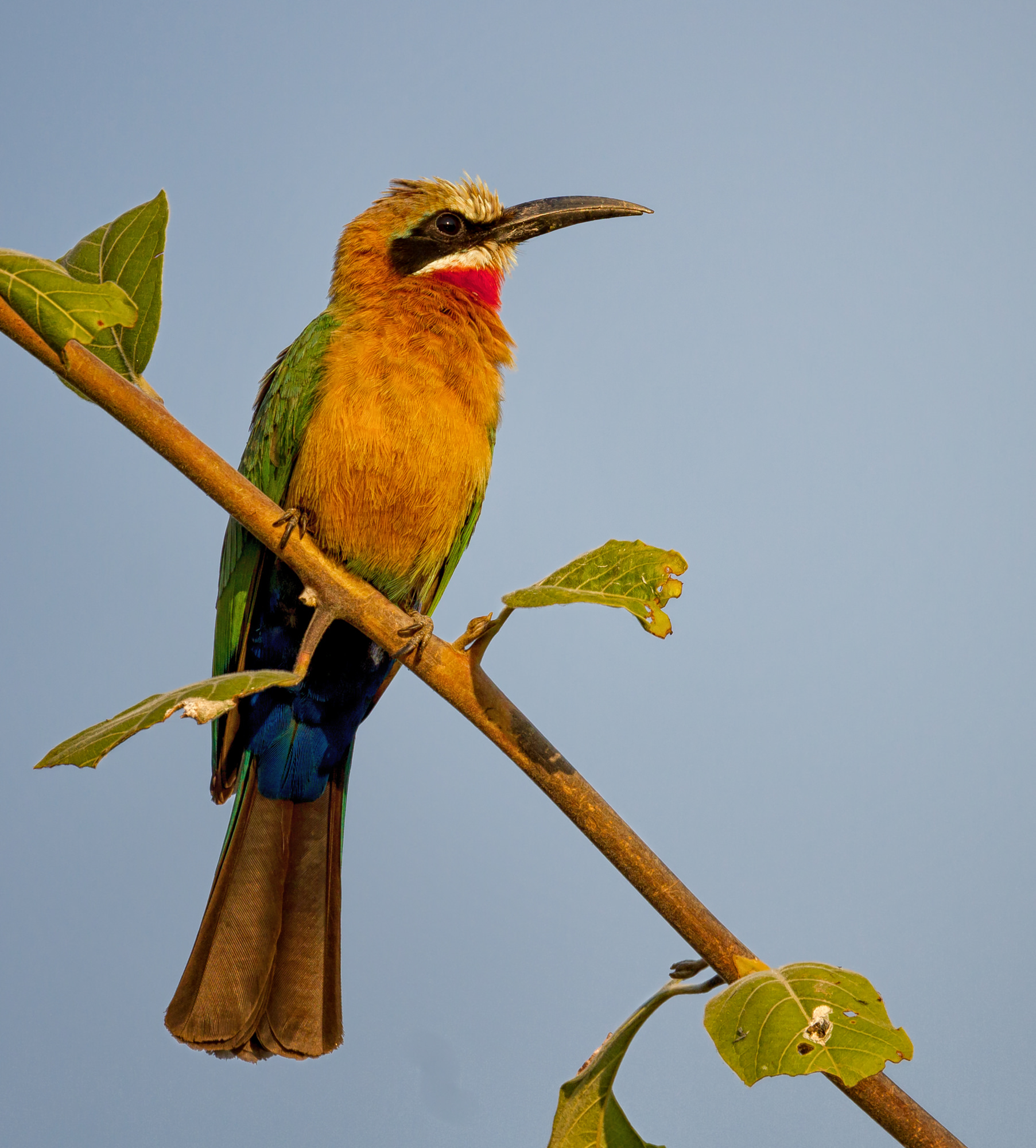 White-fronted Beeater
