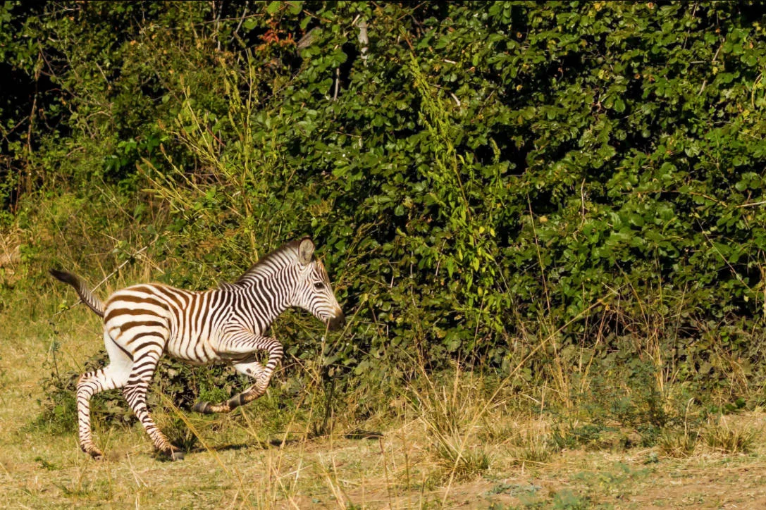 Zambian Zebras, called Crawshay's Zebras , are particularly beautiful. This colt couldn't stand still. 