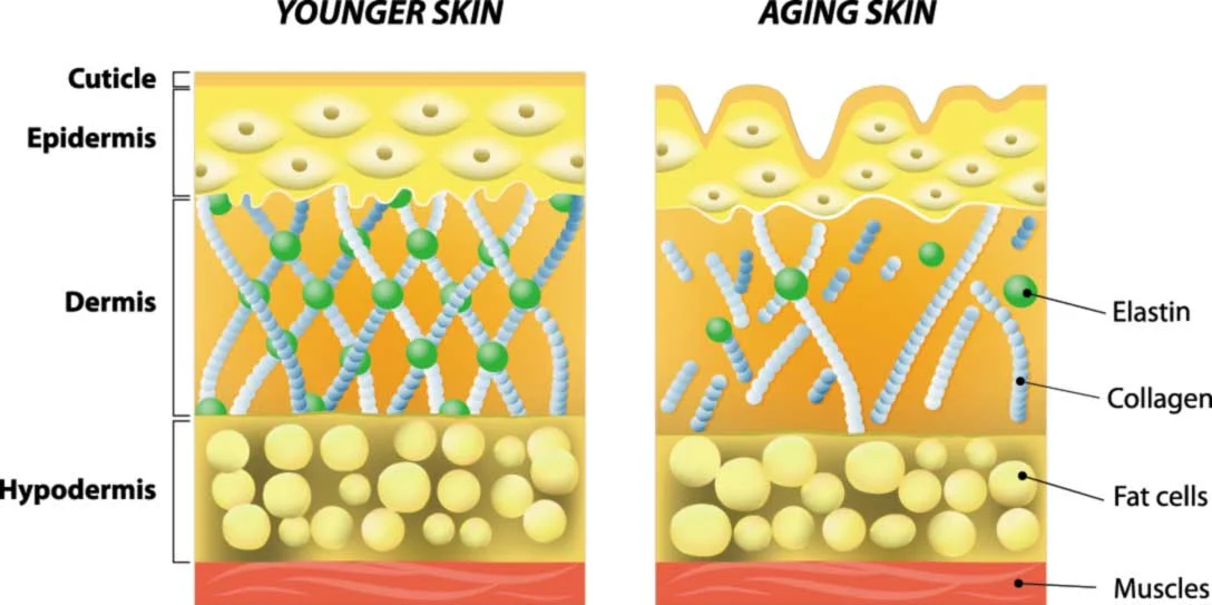 Collagen Linked To Longevity And Ageing
