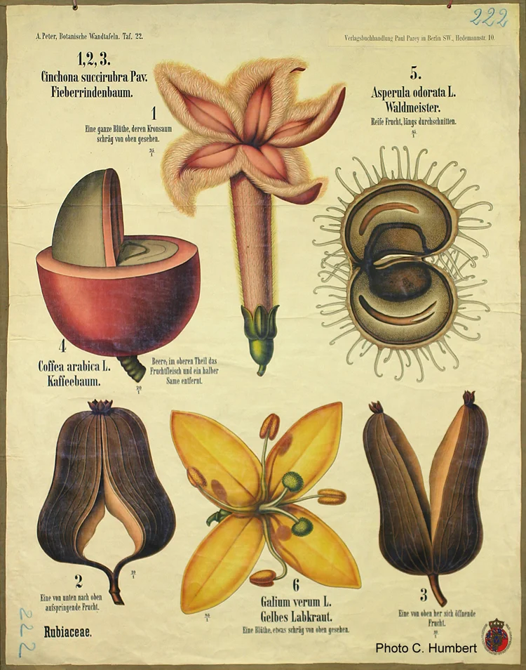 Planche botanique de Rubiacées. - Crédit : Photo C. Humbert. A. Peter, Botanishe Wandtafeln, Taf. 22.