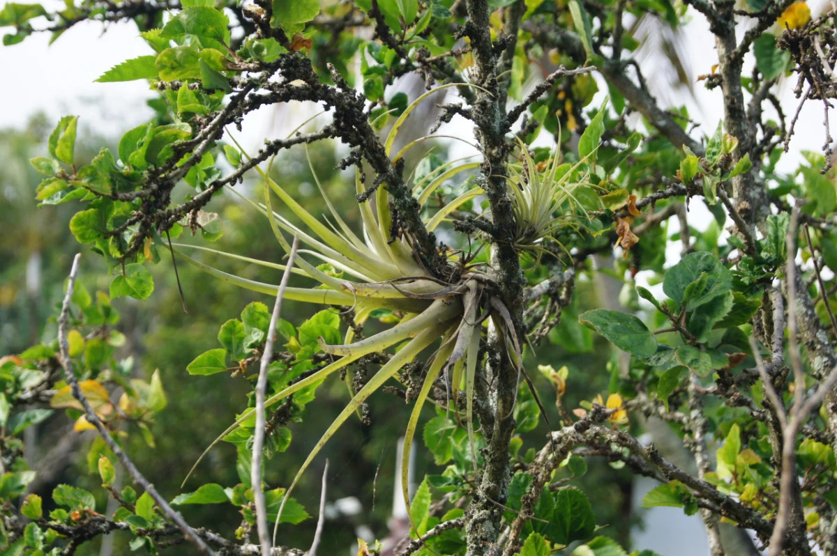 Bromeliaceae Tillandsia