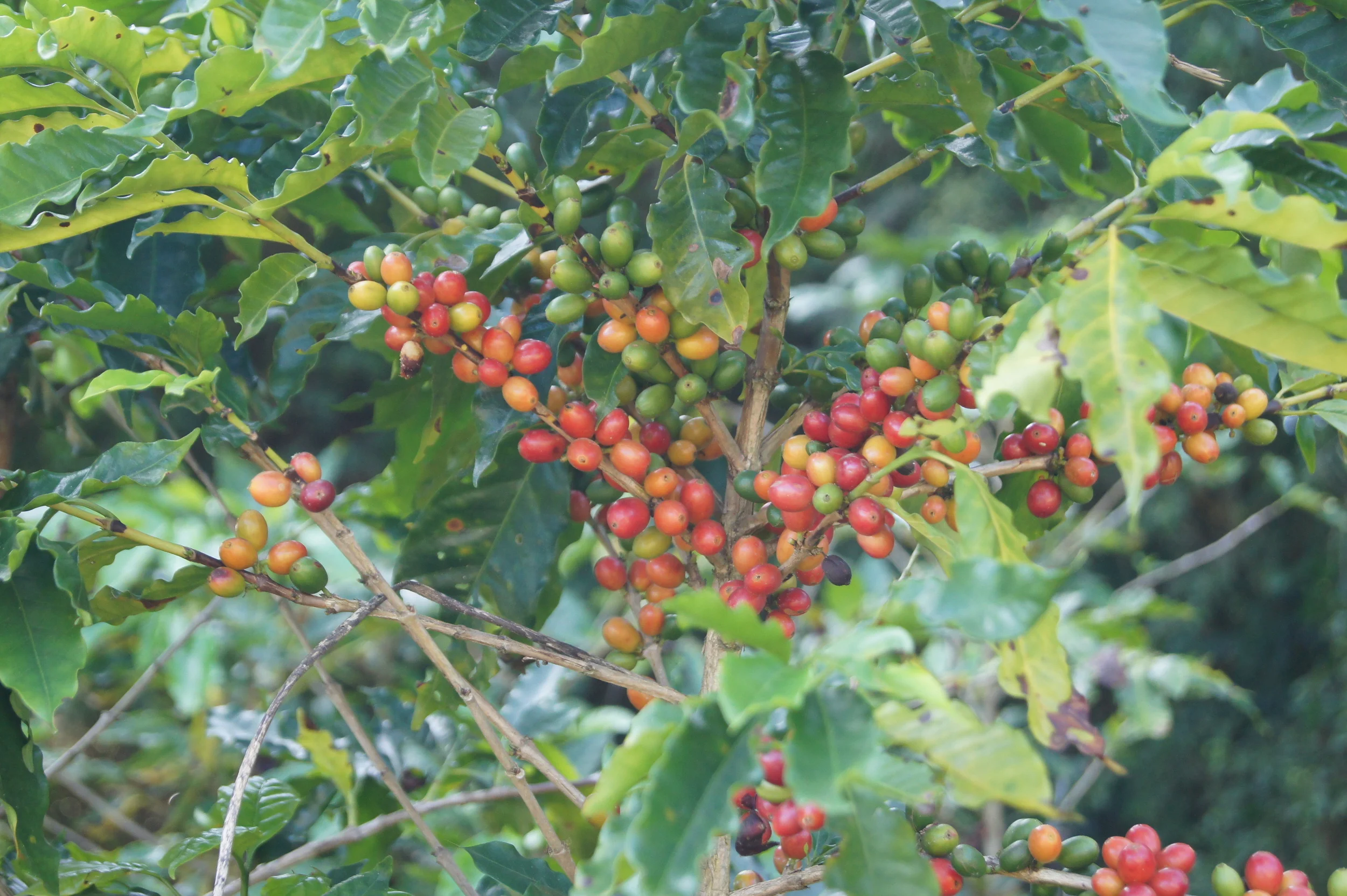 Cerises d'un arabica à différents stades de maturation.