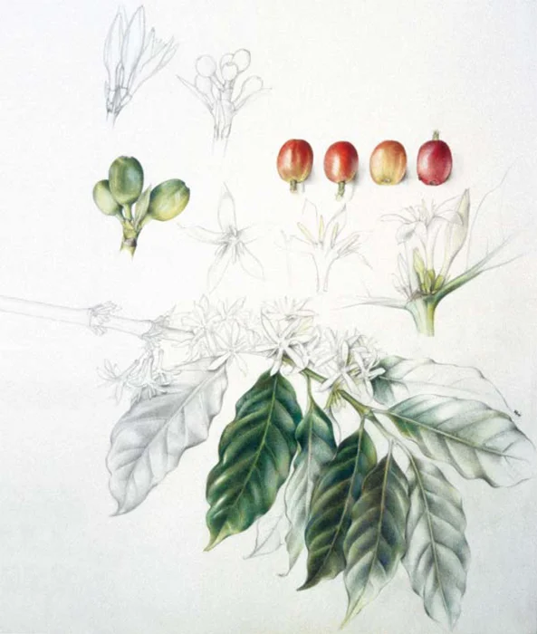 Coffea Arabica - Crédit: Beatrice Hasler, Uster Switzerland